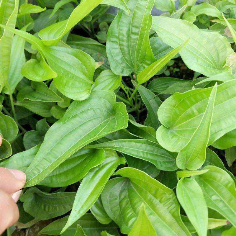 优质百部种子对叶百部籽红花百部白花百部种子当年新种子