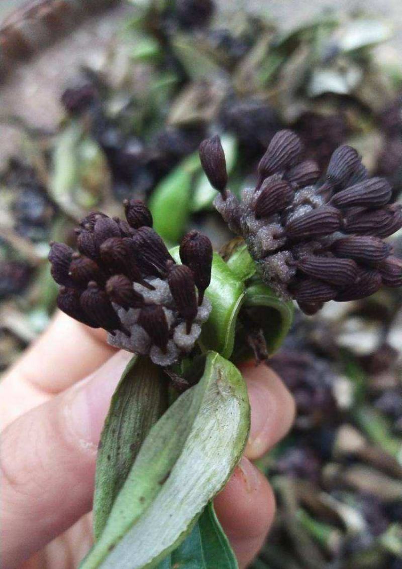 优质百部种子对叶百部籽红花百部白花百部种子当年新种子