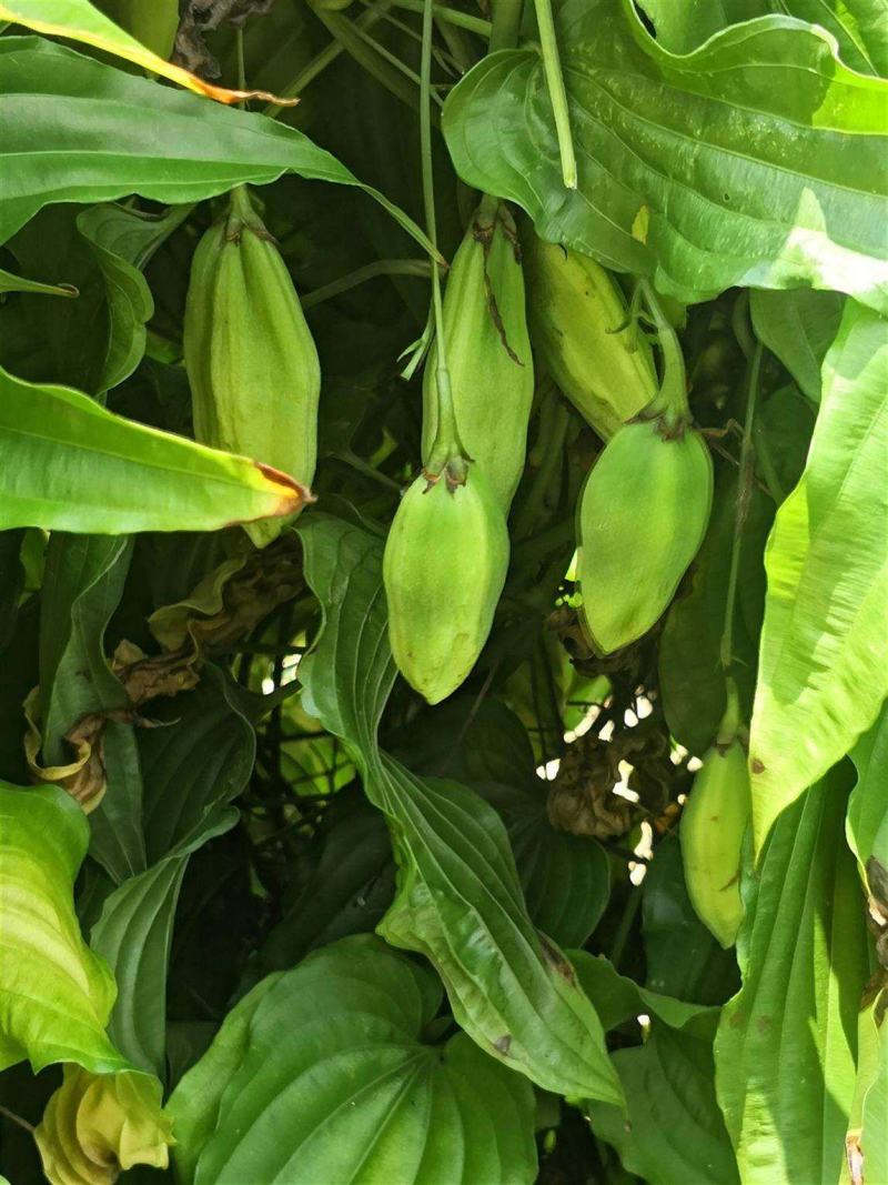 优质百部种子对叶百部籽红花百部白花百部种子当年新种子