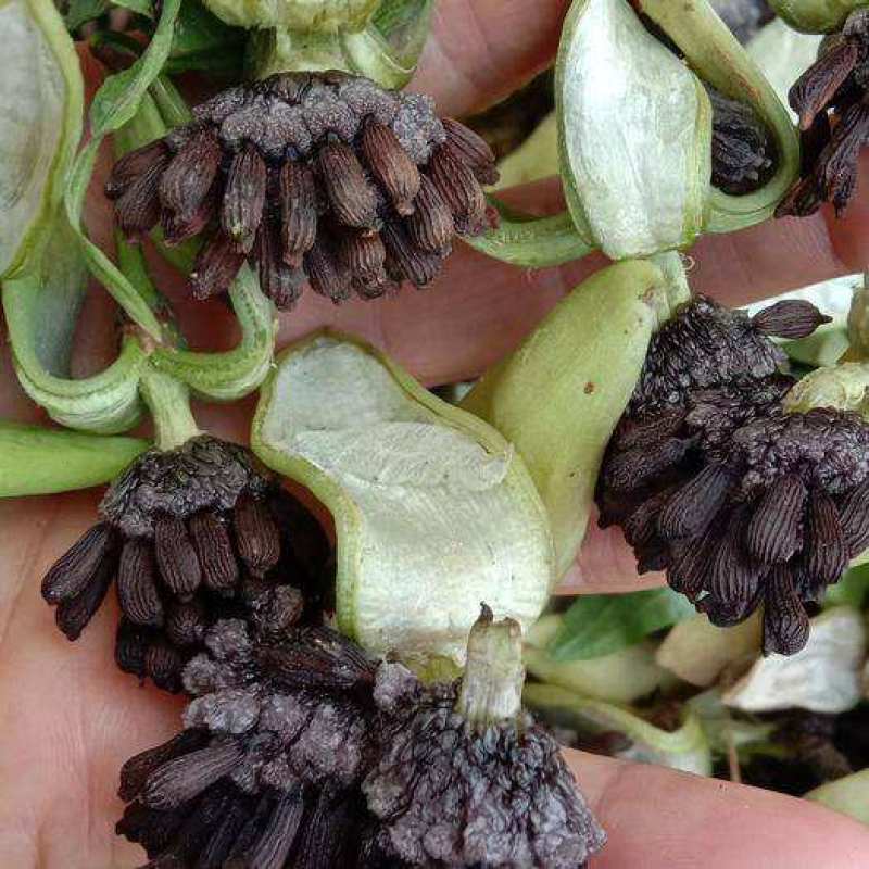 优质百部种子对叶百部籽红花百部白花百部种子当年新种子