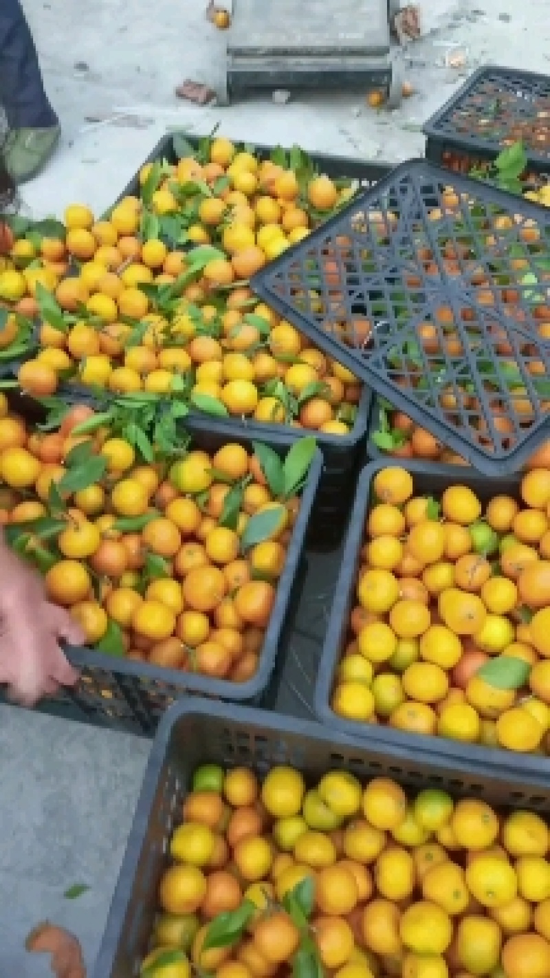 芦柑现采现卖保质保量水果特销欢迎大家定购