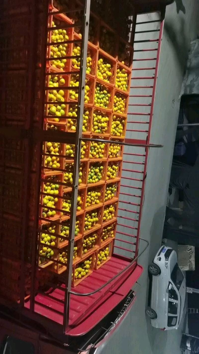芦柑现采现卖保质保量水果特销欢迎大家定购