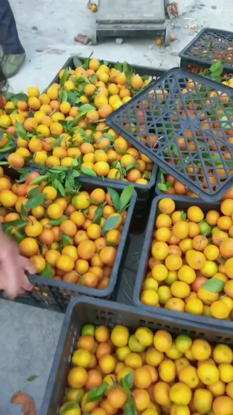 芦柑现采现卖保质保量水果特销欢迎大家定购