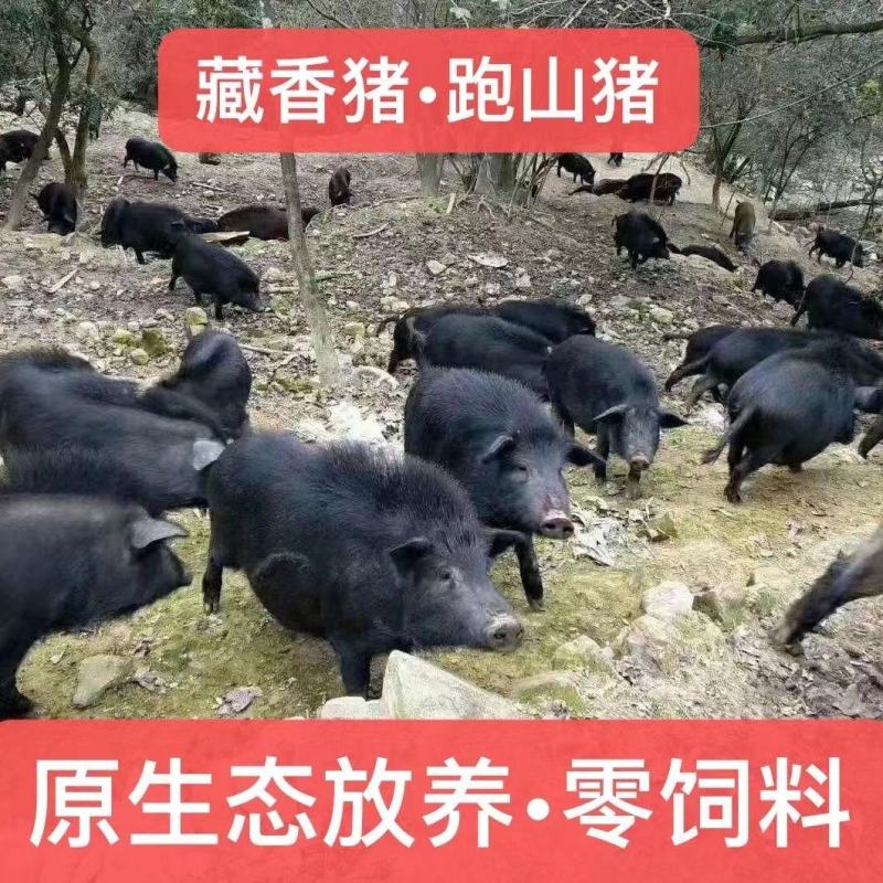 纯种藏香猪苗猪仔活猪草地散养抵抗力强健康包