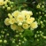 木香花