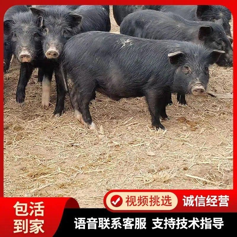 纯种藏香猪苗猪仔活猪草地散养抵抗力强健康包