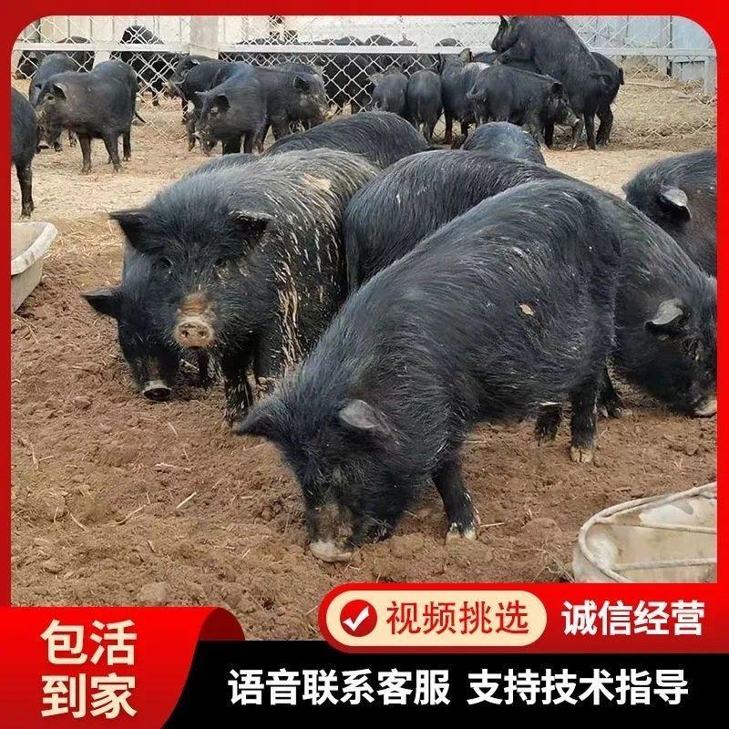 纯种藏香猪苗猪仔活猪草地散养抵抗力强健康包