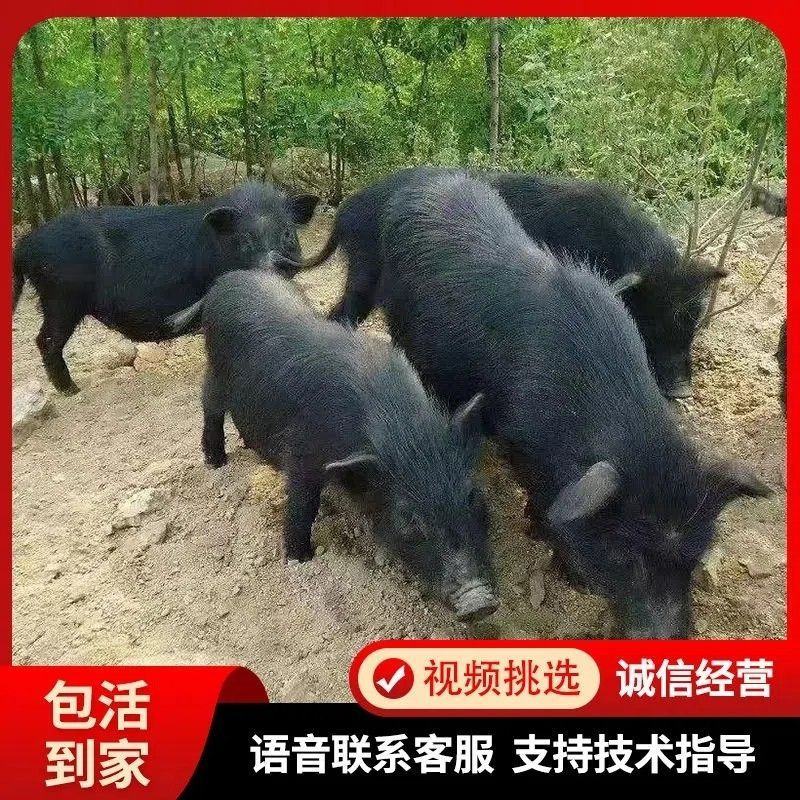 纯种藏香猪苗猪仔活猪草地散养抵抗力强健康包