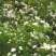 木香花