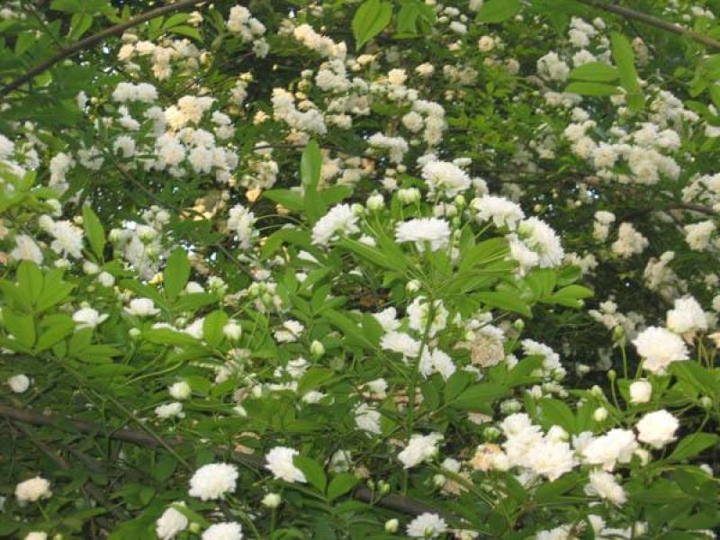 木香花
