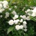 木香花