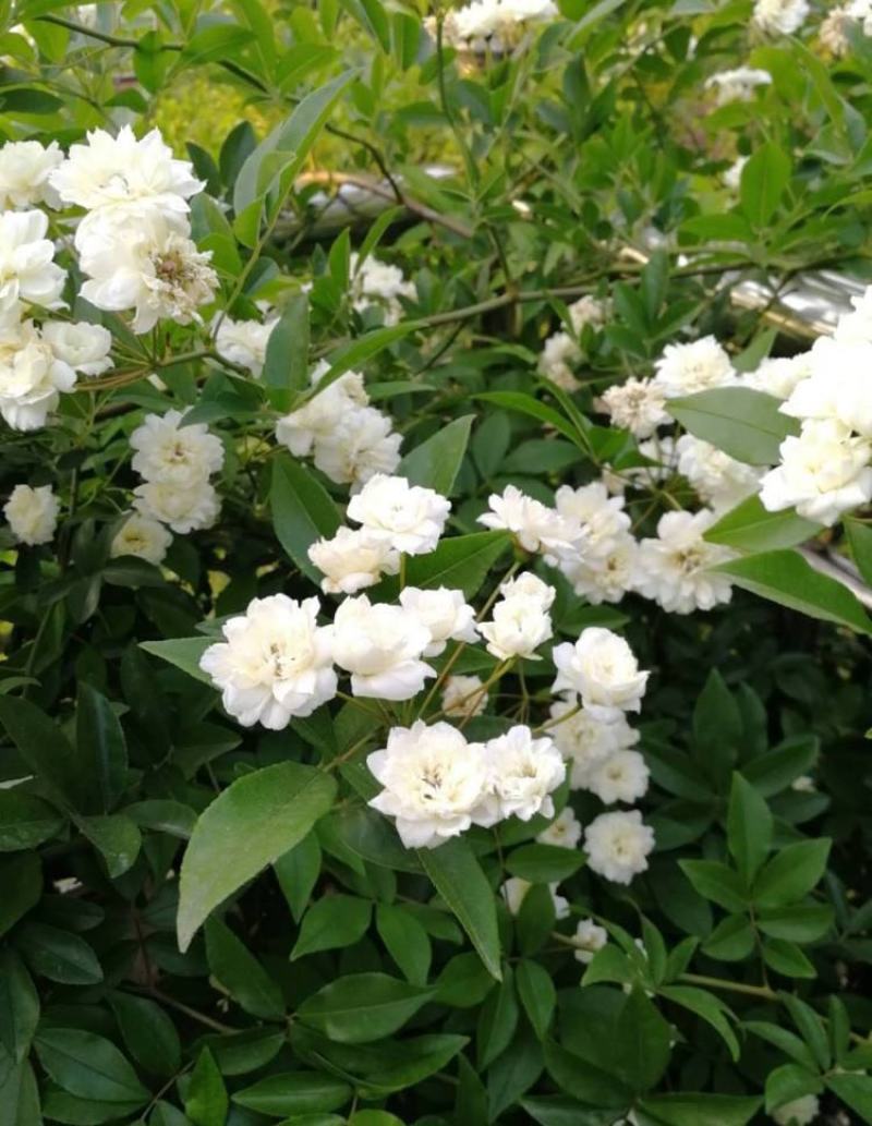 木香花