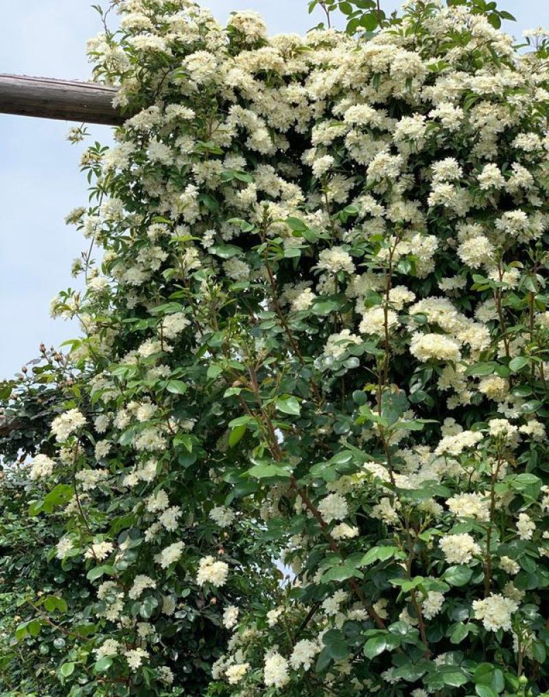 木香花