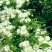 木香花