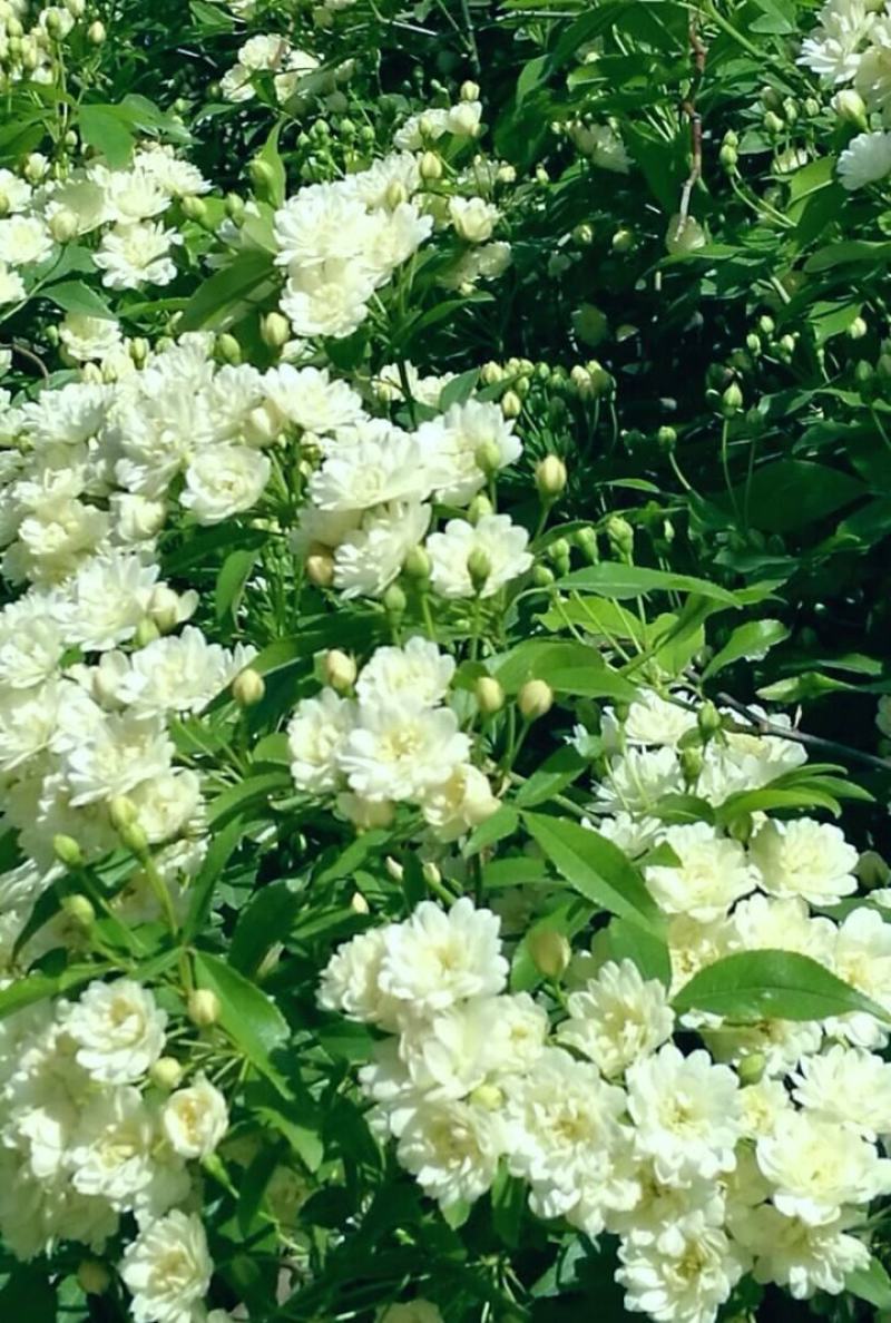 木香花