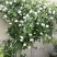 木香花