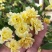 木香花