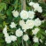 木香花