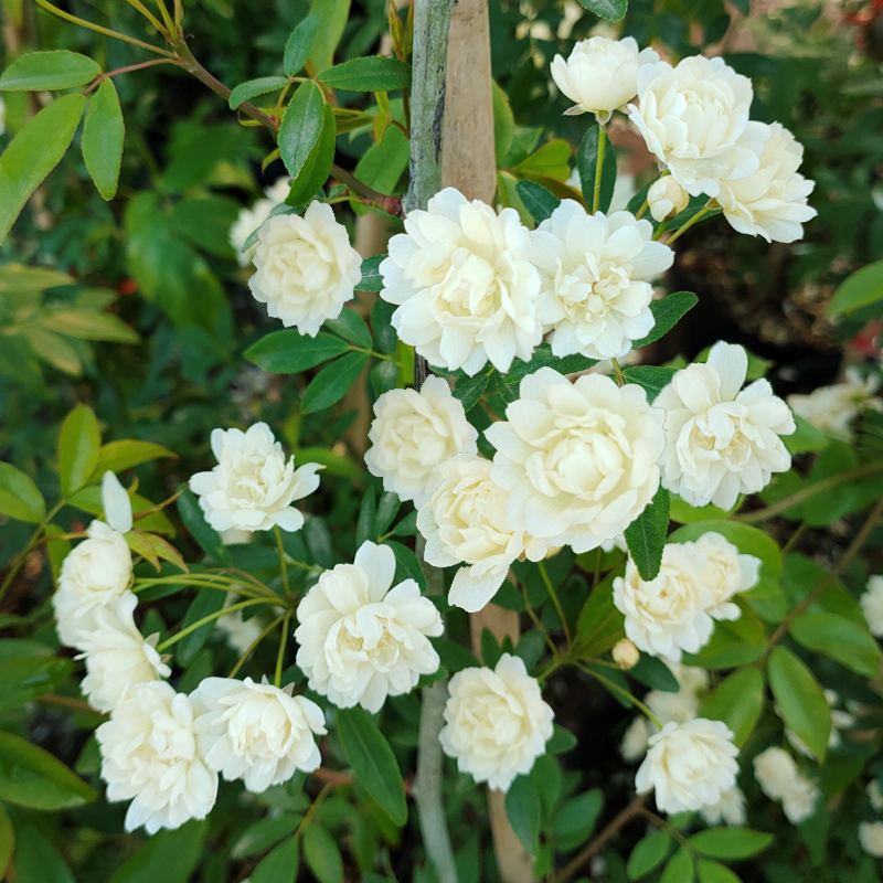 木香花