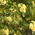 木香花