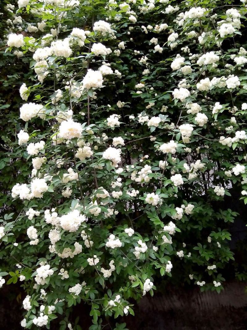 木香花