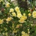 木香花
