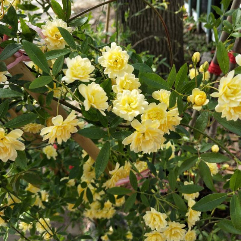 木香花
