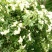 木香花