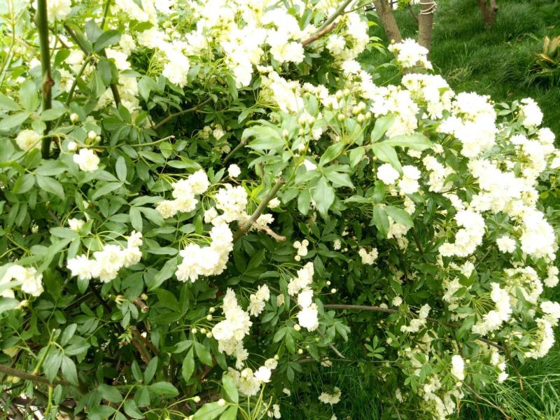 木香花