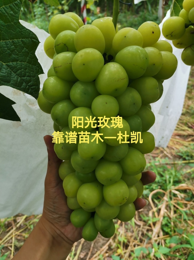 包邮多品种葡萄苗混售品种纯正阳光玫瑰甜蜜蓝宝石夏黑