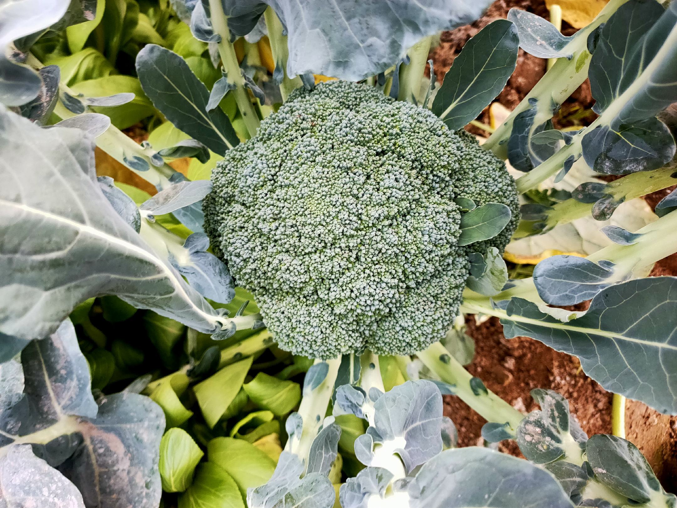 展示西兰花颈部切片与削皮处理过程 西兰花颈部的切片与处理过程