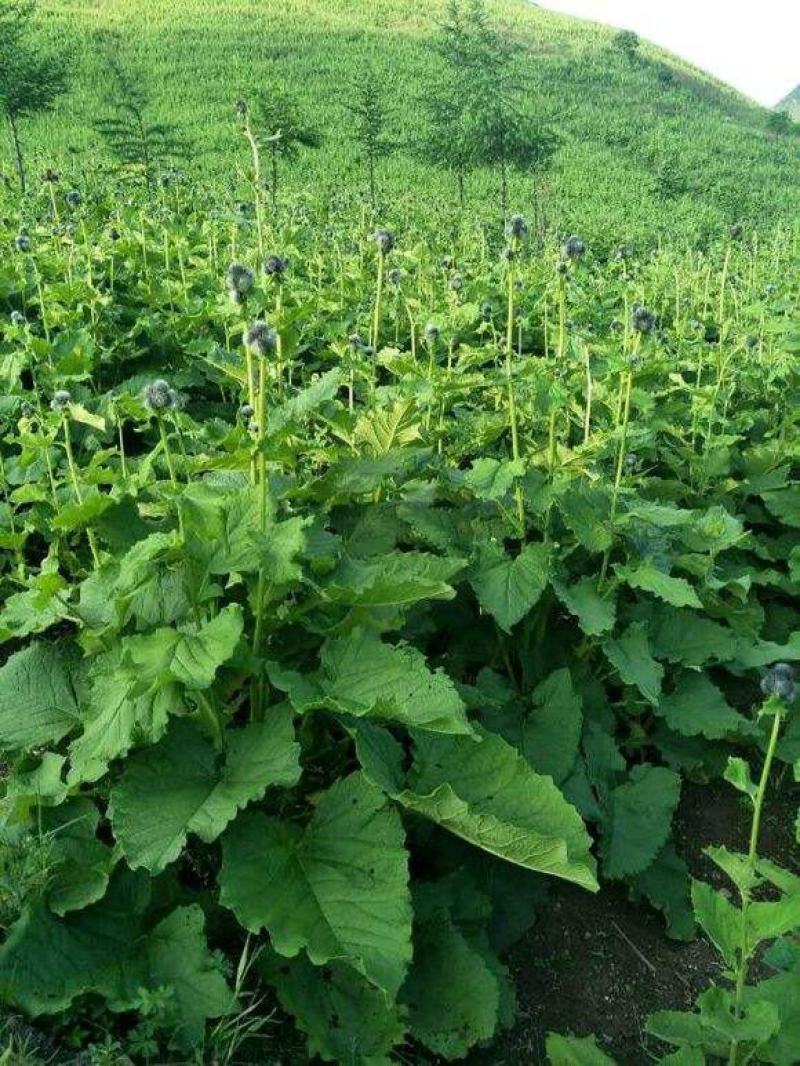 优质云木香种子木香种苗新种籽干净饱满成熟好