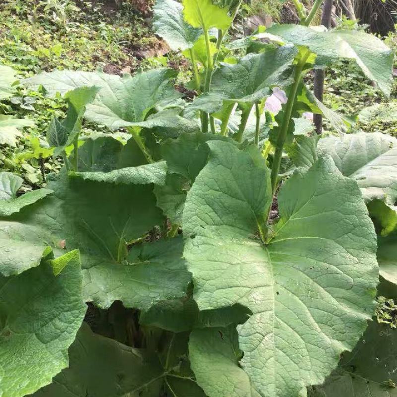 优质云木香种子木香种苗新种籽干净饱满成熟好