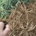 马刺根现挖现发种植基地量大从优品质保证欢迎现场参观