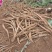 马刺根现挖现发种植基地量大从优品质保证欢迎现场参观
