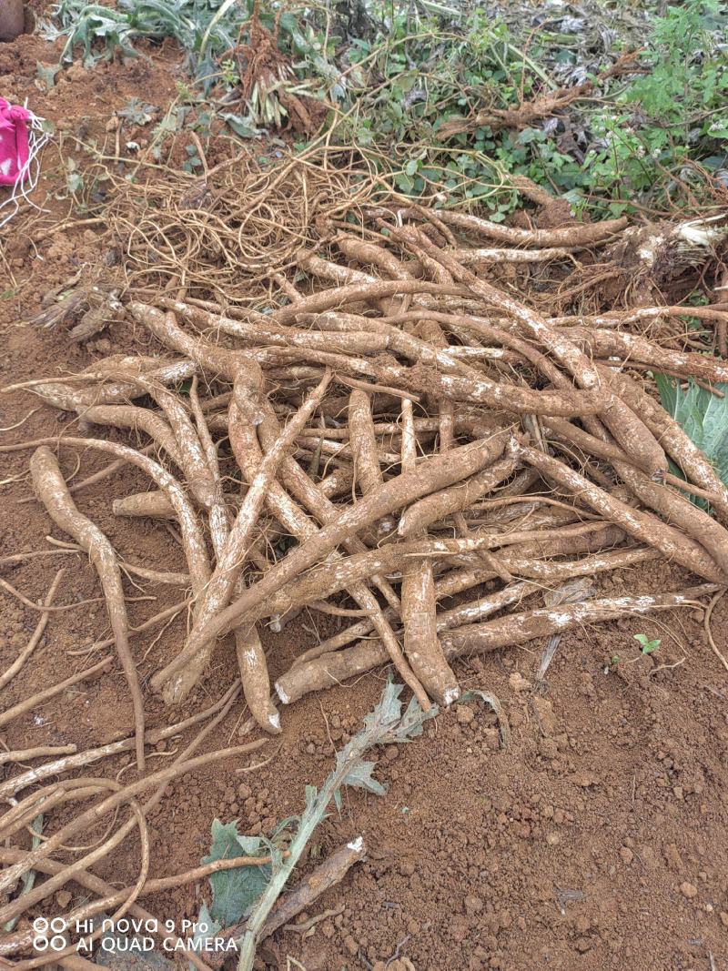 马刺根现挖现发种植基地量大从优品质保证欢迎现场参观