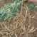 马刺根现挖现发种植基地量大从优品质保证欢迎现场参观