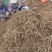马刺根现挖现发种植基地量大从优品质保证欢迎现场参观