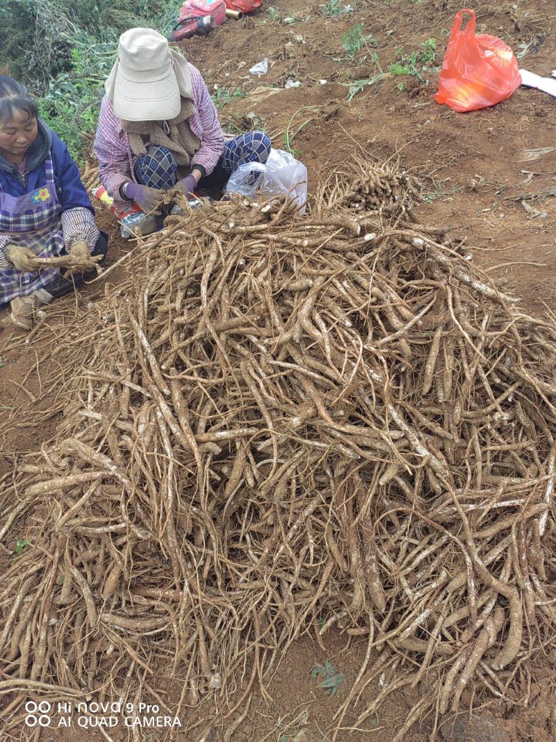 马刺根现挖现发种植基地量大从优品质保证欢迎现场参观