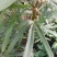 五指毛桃种子中药材树苗种子北方南方四季种植好种易活中药材