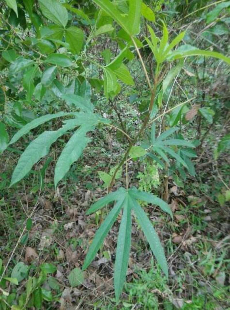 五指毛桃种子中药材树苗种子北方南方四季种植好种易活中药材