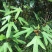 五指毛桃种子中药材树苗种子北方南方四季种植好种易活中药材