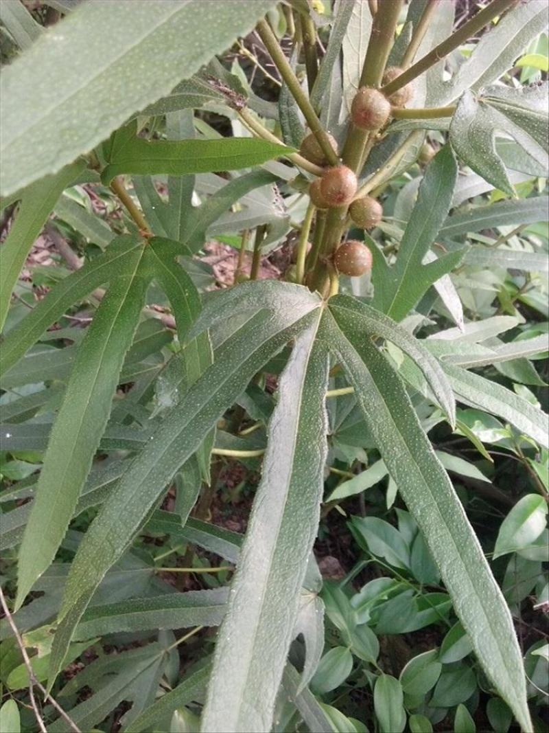 五指毛桃种子中药材树苗种子北方南方四季种植好种易活中药材