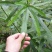 五指毛桃种子中药材树苗种子北方南方四季种植好种易活中药材