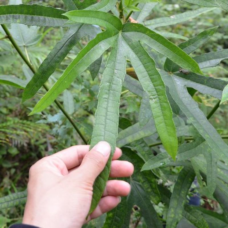 五指毛桃种子中药材树苗种子北方南方四季种植好种易活中药材