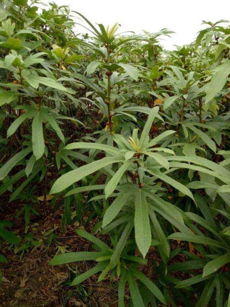 五指毛桃种子中药材树苗种子北方南方四季种植好种易活中药材