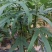 五指毛桃种子中药材树苗种子北方南方四季种植好种易活中药材