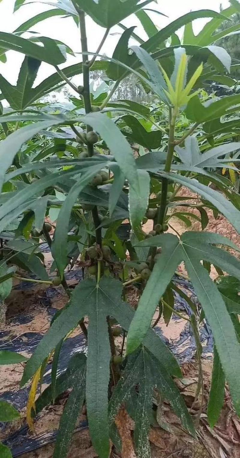 五指毛桃种子中药材树苗种子北方南方四季种植好种易活中药材