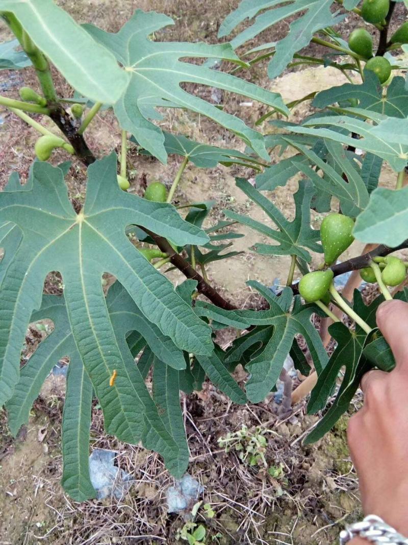 五指毛桃种子中药材树苗种子北方南方四季种植好种易活中药材