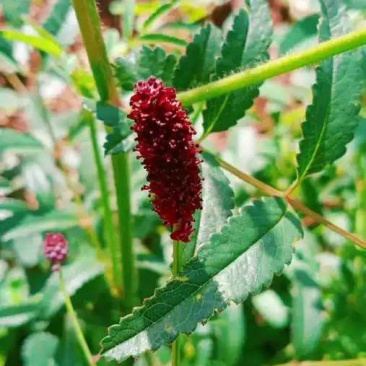 地榆种子东北山野菜根种子中草药种子盆栽庭院花卉
